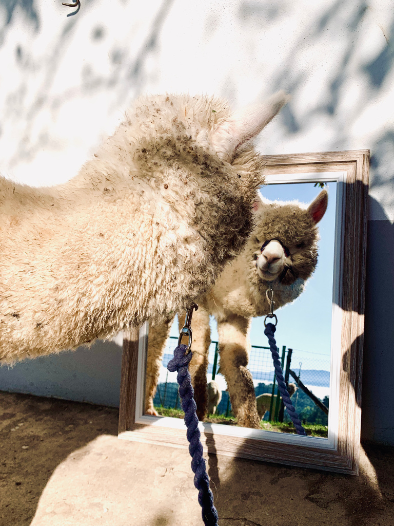 Alpacabrado